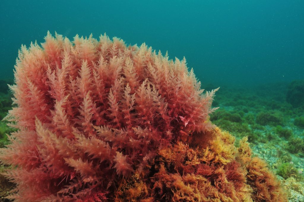 5 propiedades de las algas rojas que desconoces